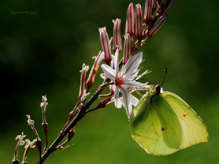 Kleopatra (Gonepteryx cleopatra)