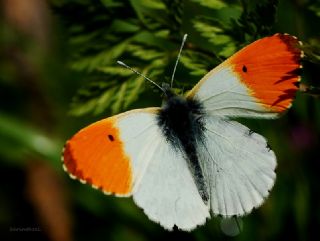 Turuncu S�sl�&nbsp;(Anthocharis&nbsp;cardamines)