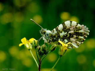 Turuncu Ssl (Anthocharis cardamines)