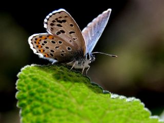 Bavius Mavisi (Pseudophilotes bavius)