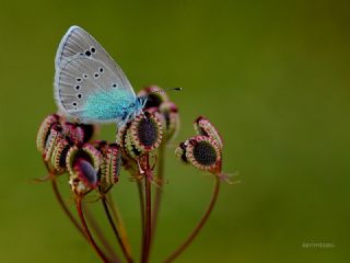 Karagz Mavisi (Glaucopsyche alexis)