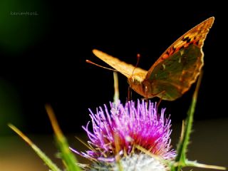 Bahadr (Argynnis pandora)