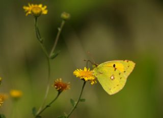 Sar Azamet (Colias croceus)