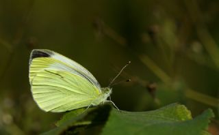 Byk Beyazmelek  (Pieris brassicae)