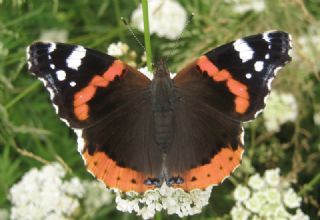 Atalanta (Vanessa atalanta)