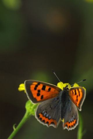 Benekli Bakr Gzeli (Lycaena phlaeas)