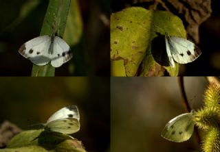 Byk Beyazmelek  (Pieris brassicae)