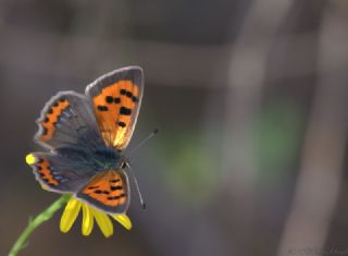 Benekli Bakr Gzeli (Lycaena phlaeas)