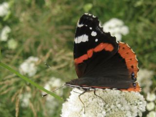 Atalanta (Vanessa atalanta)