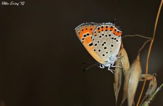 Kk Ate Gzeli (Lycaena thersamon)