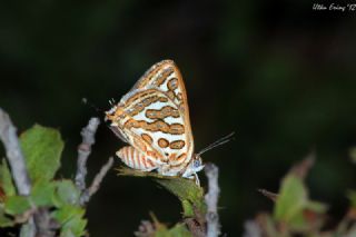 eytanck (Cigaritis acamas)