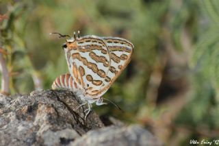 eytanck (Cigaritis acamas)