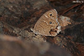 Beyaz Bandl Karamelek (Hipparchia parisatis)