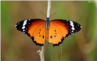 Sultan (Danaus chrysippus)