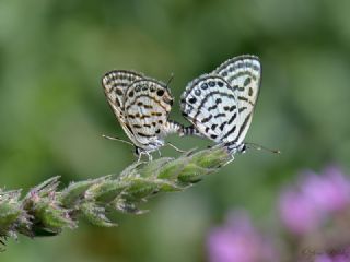 Balkan Kaplan (Tarucus balkanicus)