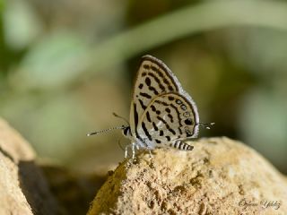 Balkan Kaplan (Tarucus balkanicus)