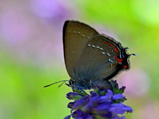 Byk Sevbeni (Satyrium ilicis)