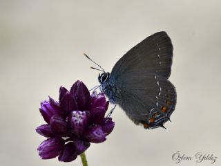 Byk Sevbeni (Satyrium ilicis)