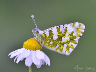 Da Oykls (Euchloe ausonia)