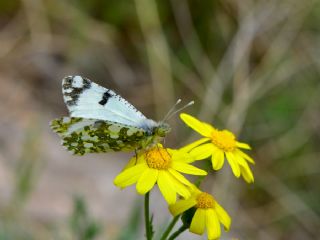 Da Oykls (Euchloe ausonia)