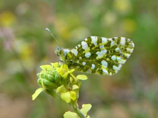 Da Oykls (Euchloe ausonia)