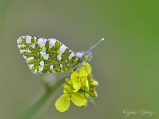 Da Oykls (Euchloe ausonia)