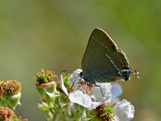 Gzel Sevbeni (Satyrium spini)