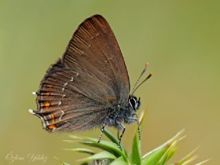 Byk Sevbeni (Satyrium ilicis)