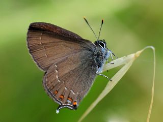 Byk Sevbeni (Satyrium ilicis)