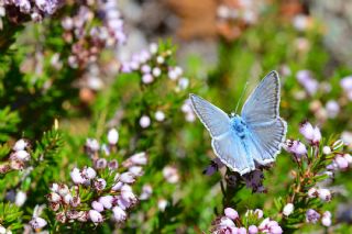 okgzl Dafnis (Polyommatus daphnis)