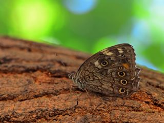 Aa Esmeri (Kirinia roxelana)