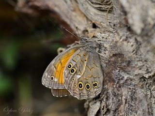 Aa Esmeri (Kirinia roxelana)