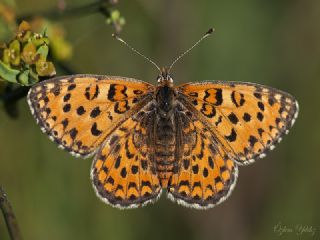 Gzel parhan (Melitaea trivia)