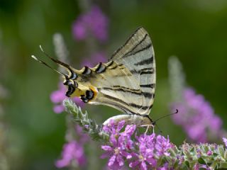 Erik Krlangkuyruk (Iphiclides podalirius)