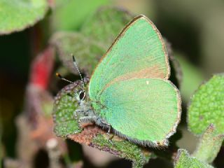 Zmrt (Callophrys rubi)