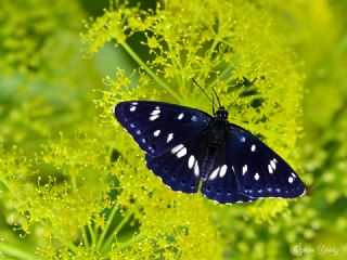 Akdeniz Hanmeli Kelebei (Limenitis reducta)