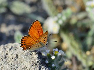 Kk Ate Gzeli (Lycaena thersamon)