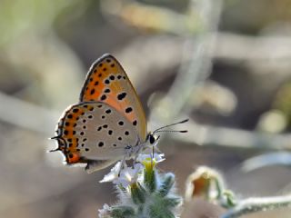 Kk Ate Gzeli (Lycaena thersamon)