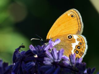 Funda Zpzp Perisi (Coenonympha arcania)