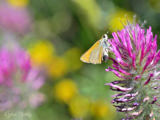 Sar Antenli Zpzp (Thymelicus sylvestris)