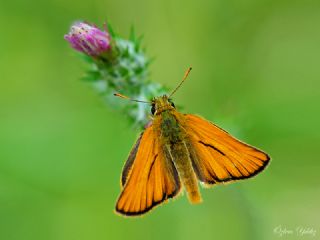 Sar Antenli Zpzp (Thymelicus sylvestris)