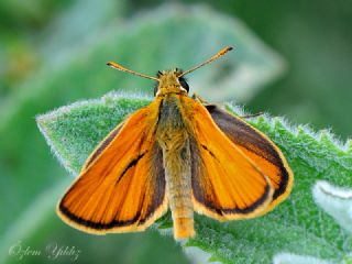 Sar Antenli Zpzp (Thymelicus sylvestris)