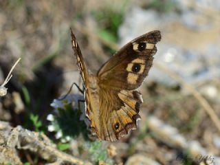 Gney Kzlmelei (Hipparchia senthes)