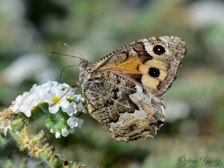Gney Kzlmelei (Hipparchia senthes)