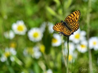 Benekli Byk parhan (Melitaea phoebe)