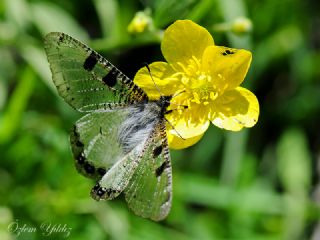 Yalanc Apollo (Archon apollinus)