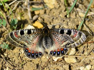 Yalanc Apollo (Archon apollinus)