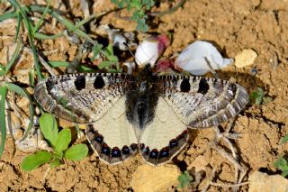 Yalanc Apollo (Archon apollinus)