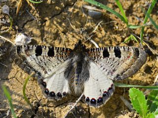 Yalanc Apollo (Archon apollinus)