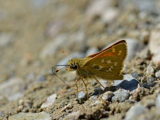 Gm Benekli Zpzp (Hesperia comma)